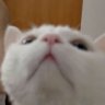 chacha 的头像