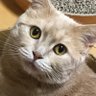 イムティッサム 的头像