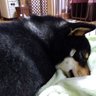 さらさ 的头像
