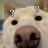 誓言 的头像