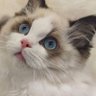 Profilbild von ian