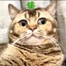 iceice 누나 🍀's profile picture