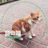 Фото профиля 喵⋯⋯喵喵 🐈
