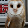 ドンチャック 的头像