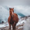 Фото профиля Amerigo Bonasera
