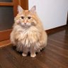 Фото профиля 🦁リオン🦁🐢🎁