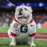 GO DAWGS!!! 的头像