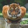 anonymous whisper profil fotoğrafı