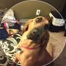 BumpieJowls profil fotoğrafı