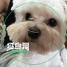 Gomene's profile picture