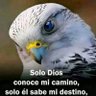 Profilbild von REAL @aguila guerrera