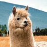 Profilbild von Lotta Llamas