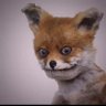 TopFox's profile picture