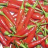 Bacı Biber's profile picture