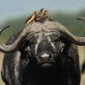 Фото профиля Mongwe Nyathi 🥰