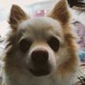 milochiee byてつ坊🌸🙏🐇❄💙📷🖌️🔧 的头像