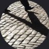 Paseante invisible's profile picture