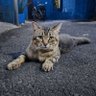 Korban Tabby 的头像