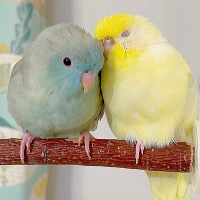 🐤もよりちゃん と 🐦あたりちゃん's profile picture
