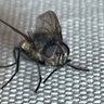 Profilbild von DEADFLY