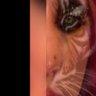 Bella Bel's profile picture