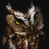 TheOwl. 的头像