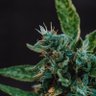 HempForChange profil fotoğrafı