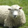 Profilbild von Crewe Mutton Co.