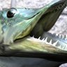 MUSKELLUNGE120 profil fotoğrafı