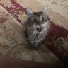 MagicCatLady 的头像