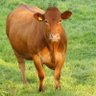 Beef profil fotoğrafı