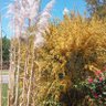 Holly Springs Lawn Care profil fotoğrafı