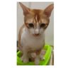 Pika's profile picture