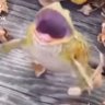 Profilbild von frogginet