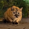 ごたんだと地域猫 profil fotoğrafı