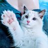 PurrsandFurs's profile picture