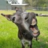 RealDonkeyStuff 2.0 🇺🇸🌮🇵🇷🌮🇺🇸's profile picture