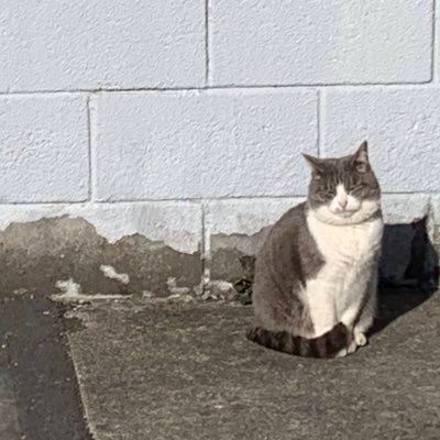 hanaceIeb's profile picture