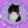 Olivia, Gracie Purrl, Salvy, and Luna's profile picture