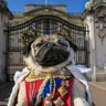 Фото профиля EMPERADORPUG