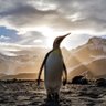 yoshi @モノシラズからモノシトルへ🍅🐧 profil fotoğrafı