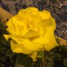 花奏🐥👑 profil fotoğrafı