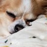 犬好きママ profil fotoğrafı
