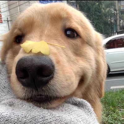 yangxiaoba1_'s profile picture