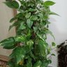 Фото профиля مهدی مهدوی