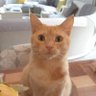 Levent 的头像