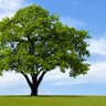 Nature-friendly's profile picture