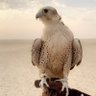 الصابري profil fotoğrafı