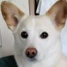 Profilbild von オニポテ