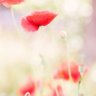 n.はな💐 的头像